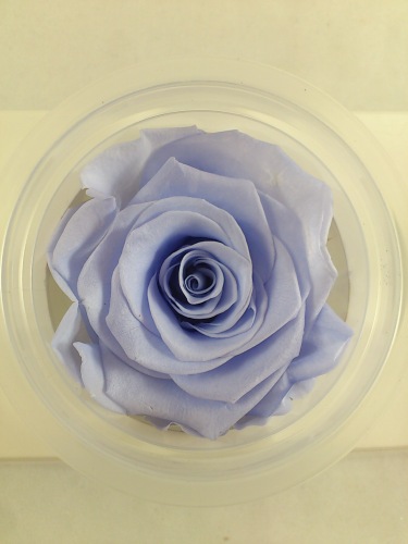 Konservierte rose 6 st. XL Ø 6-6.5 cm cool lavender